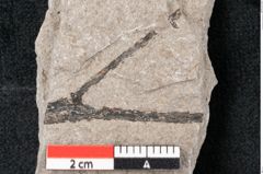 Foto (Detailansicht) von Plantae indet.  (NHMW-GEO-2024-0188-6694)